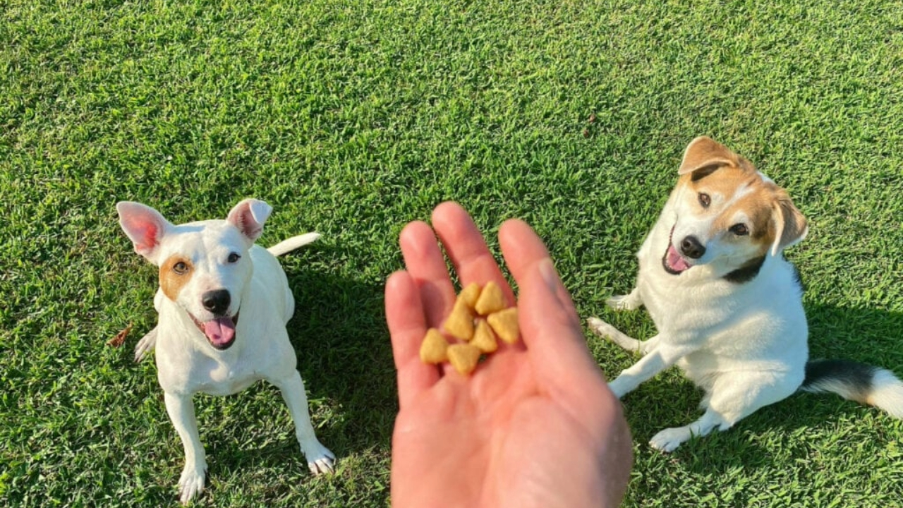 Descubre cómo entrenar a tu perro de forma eficaz con técnicas sencillas y potentes que garantizan obediencia y confianza.